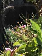 Image of manyflower geranium