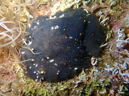 Image of Mottled Encrusting Tunicate