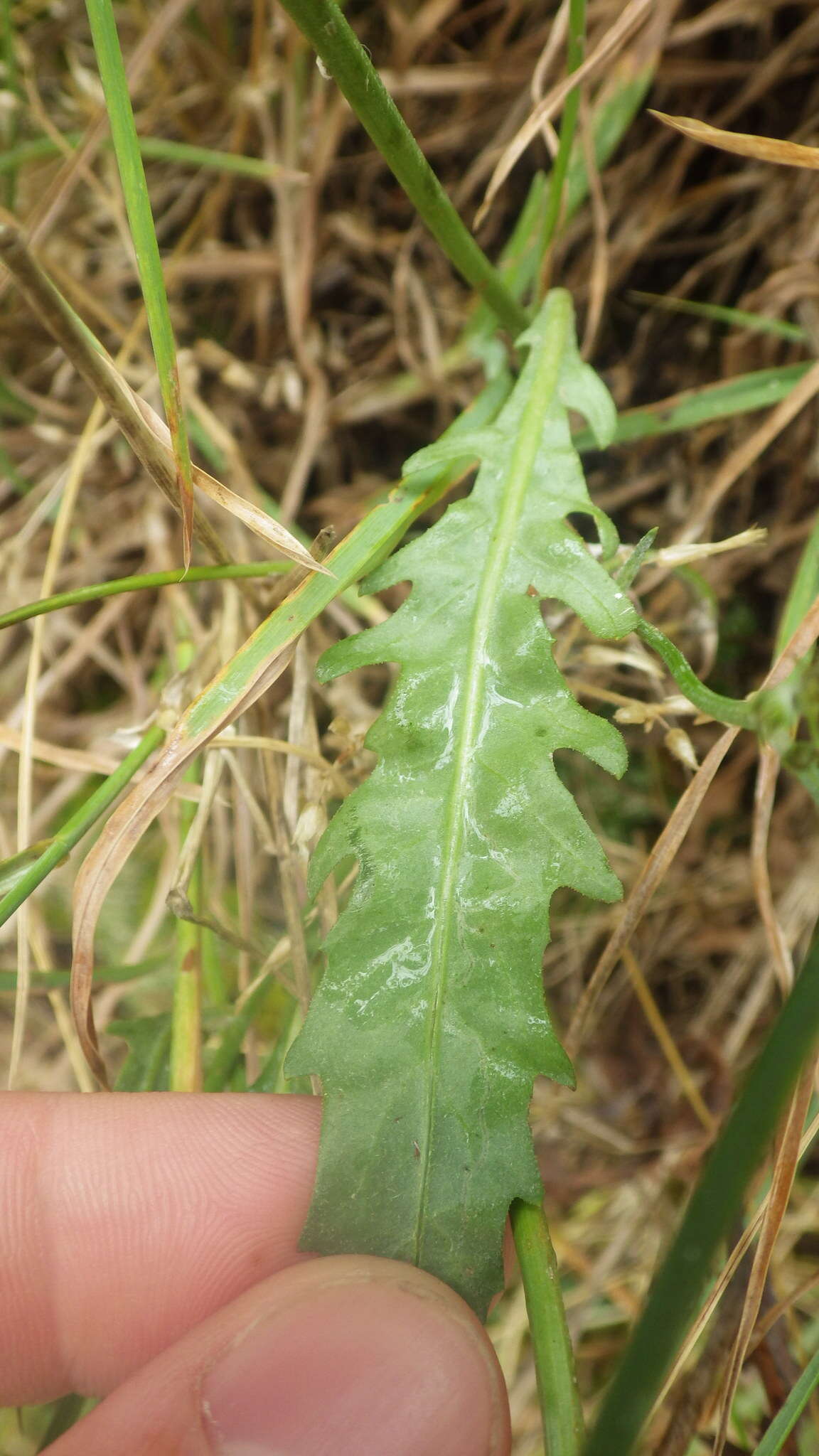 Imagem de Tolpis umbellata Bert.