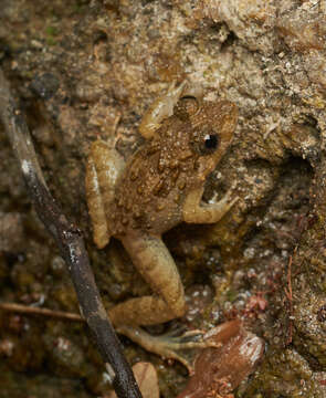 Image of Blyth's River Frog