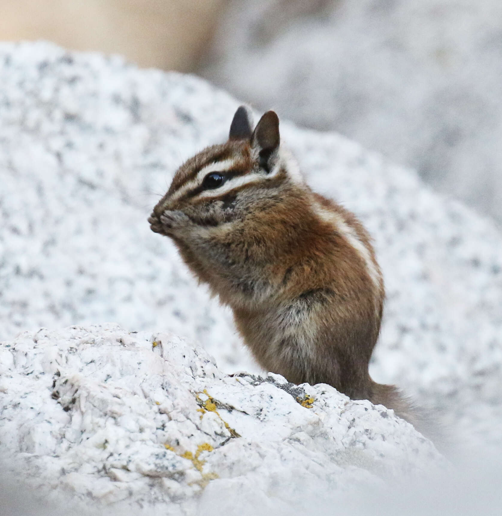 Image of lodgepole chipmunk