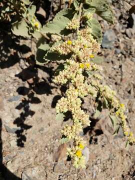 Image of Waltheria ovata Cav.