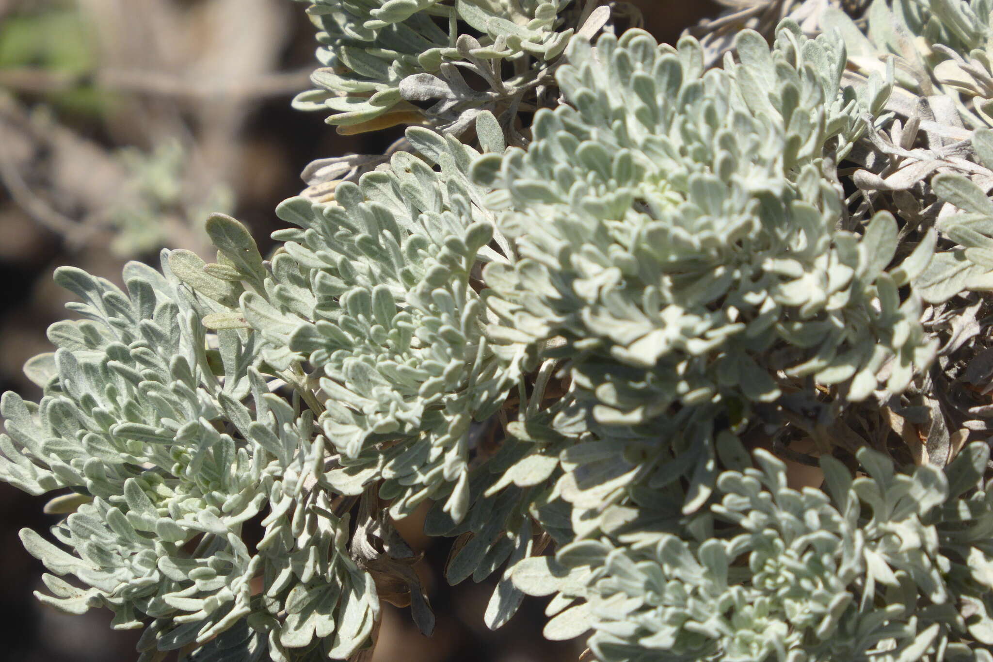 Image of Artemisia thuscula Cav.