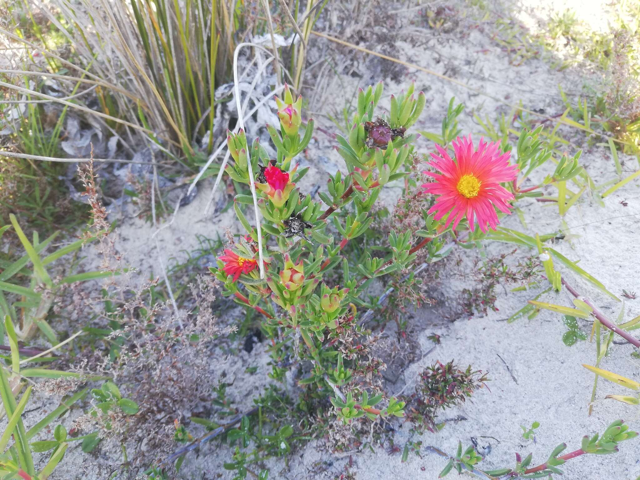 صورة Lampranthus fergusoniae (L. Bol.) L. Bol.