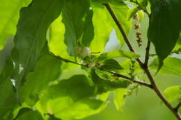 Imagem de Lyonia ovalifolia var. elliptica (Siebold & Zucc.) Hand.-Mazz.