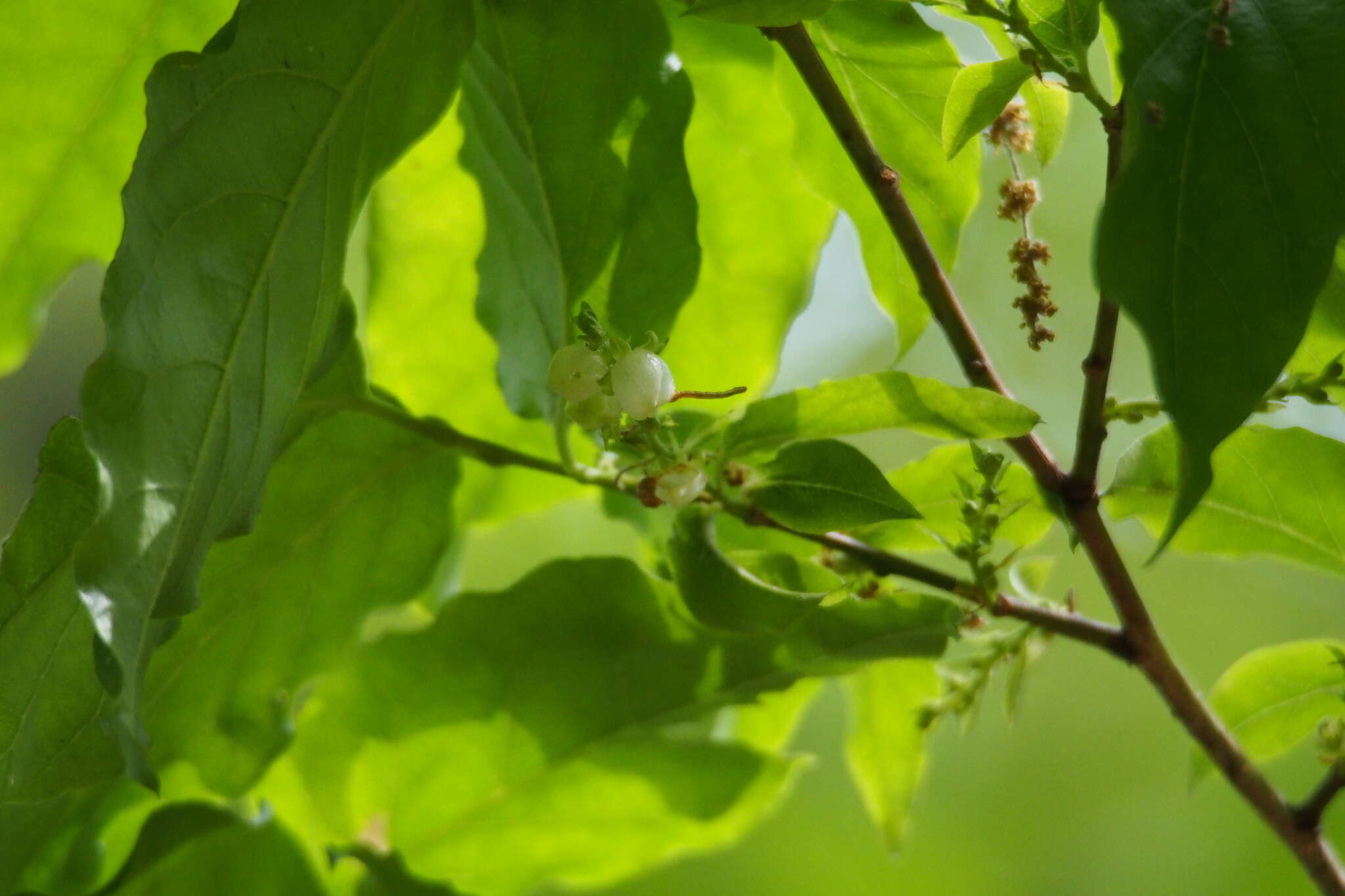 Image of Lyonia ovalifolia var. elliptica (Siebold & Zucc.) Hand.-Mazz.