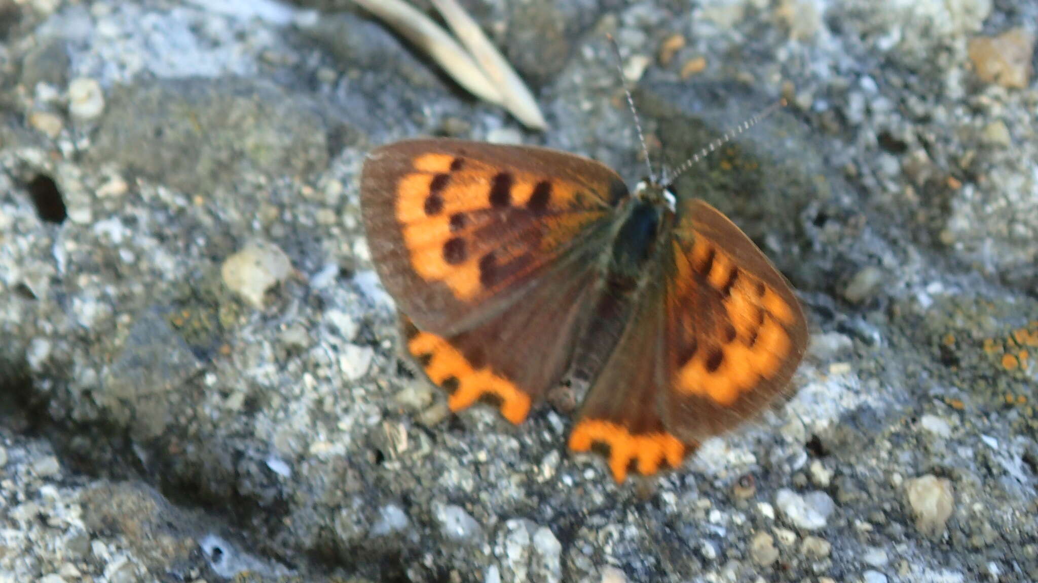 <i>Lycaena phlaeas daimio</i> resmi