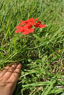 Image de Glandularia peruviana (L.) Small