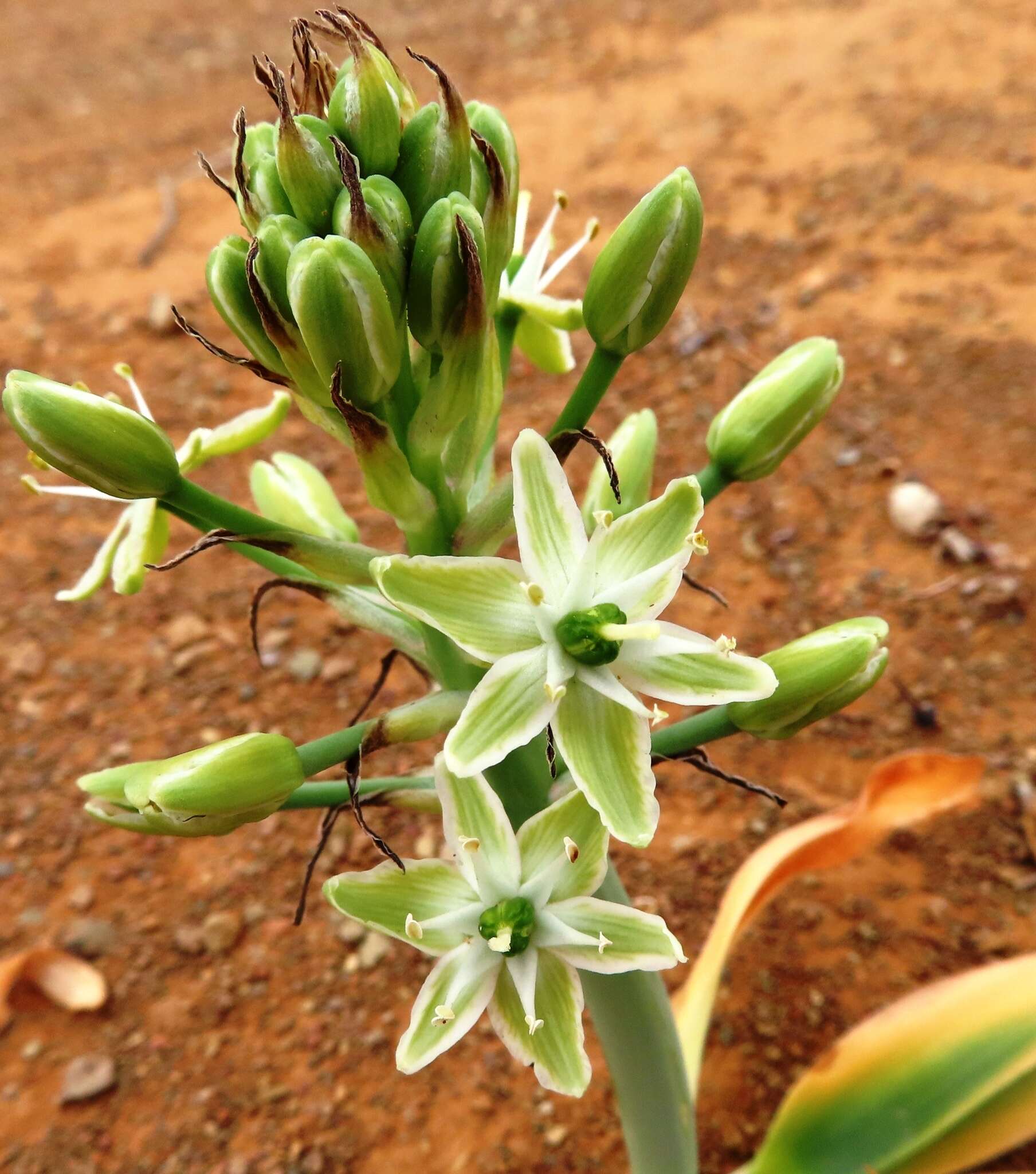 Sivun Ornithogalum tanquanum (Mart.-Azorín & M. B. Crespo) J. C. Manning & Goldblatt kuva