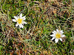 Image of Hypochaeris taraxacoides (Meyen & Walp.) Ball