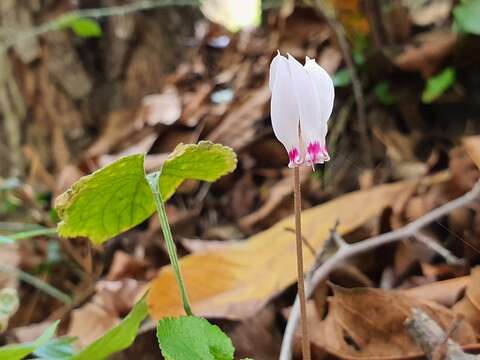 Image of Cyclamen cyprium Ky.