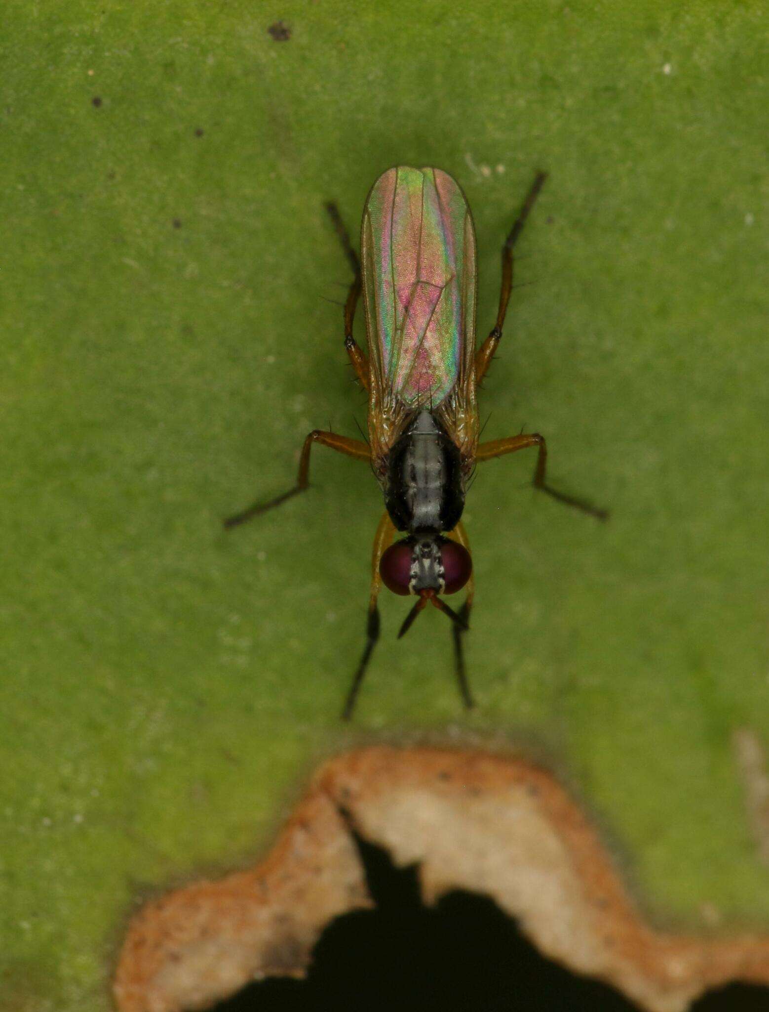 صورة Anaphalantus longicornis (Macquart 1843)