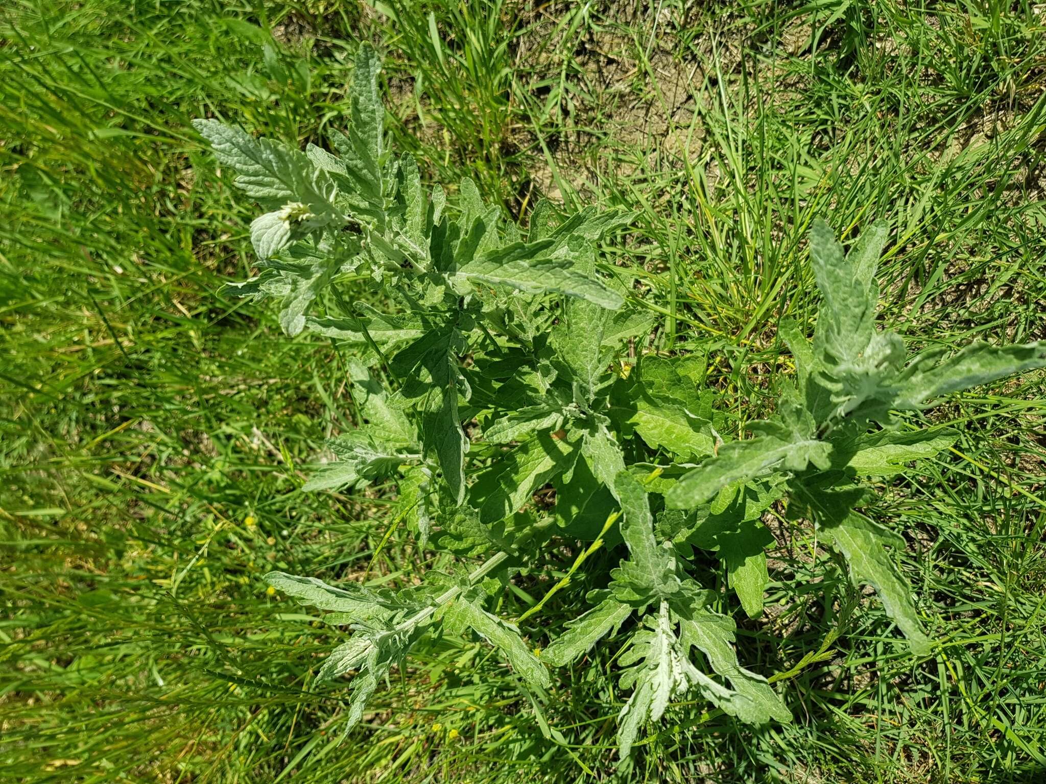 Jacobaea grandidentata (Ledeb.) Vasjukov的圖片