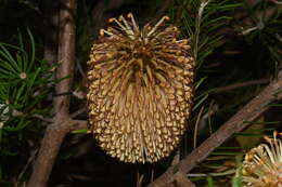 Imagem de Banksia telmatiaea A. S. George