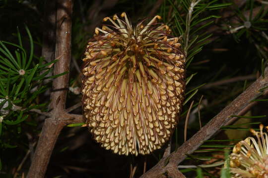 Imagem de Banksia telmatiaea A. S. George