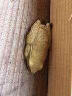 Image of Yellow-striped Reed Frog