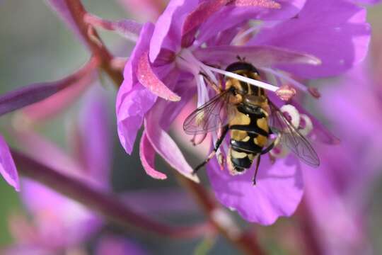 صورة Helophilus neoaffinis Fluke 1949