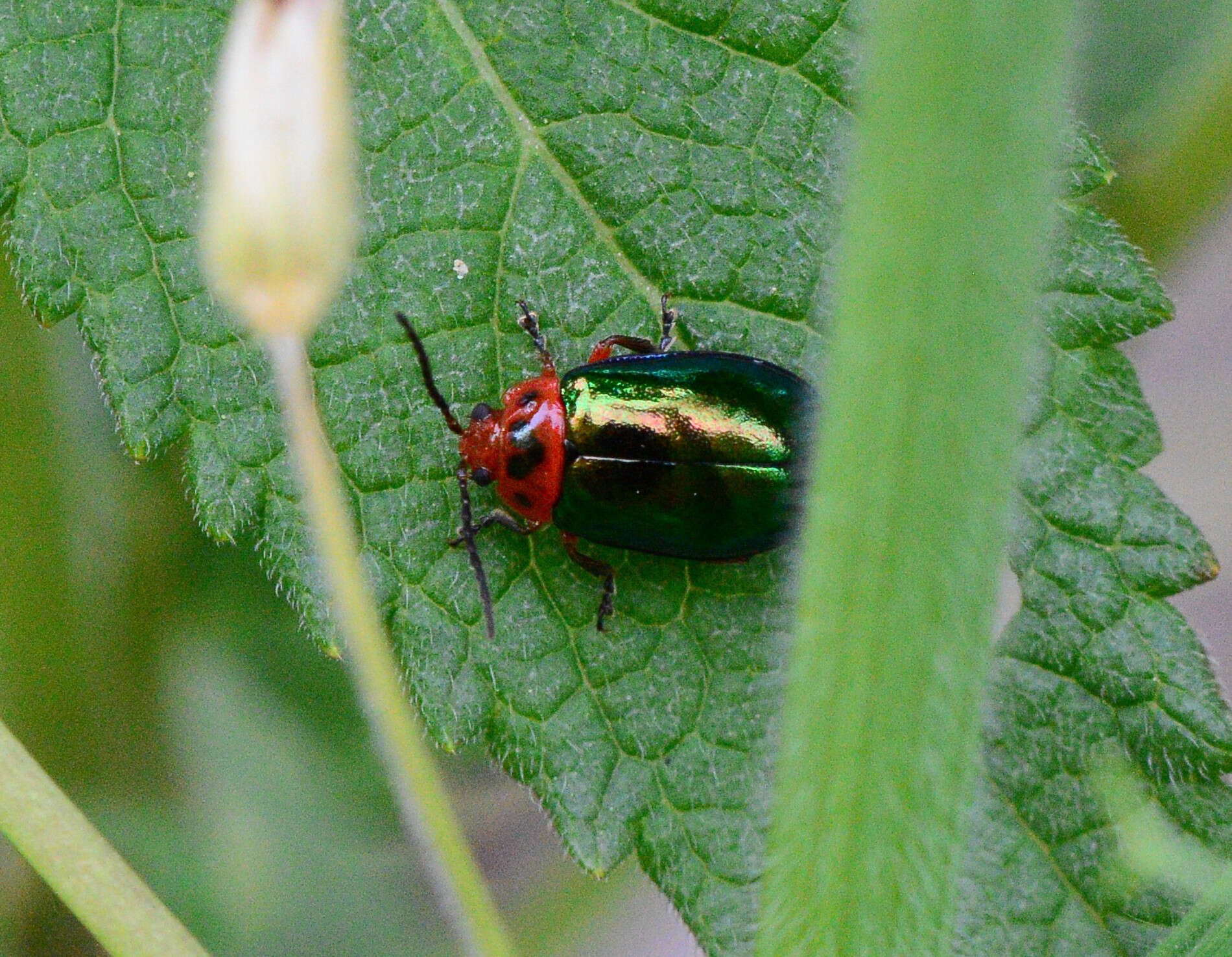 Image of flea beetle