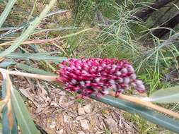 Image of Grevillea aspleniifolia Knight & Salisb.