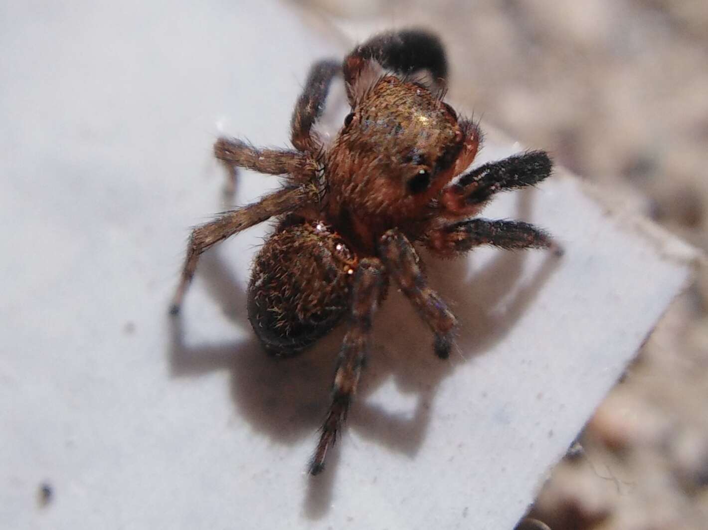 Image de Euophrys rufibarbis (Simon 1868)