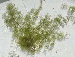 Image of Caulerpa verticillata