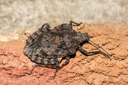 Image of Four-humped Stink Bug