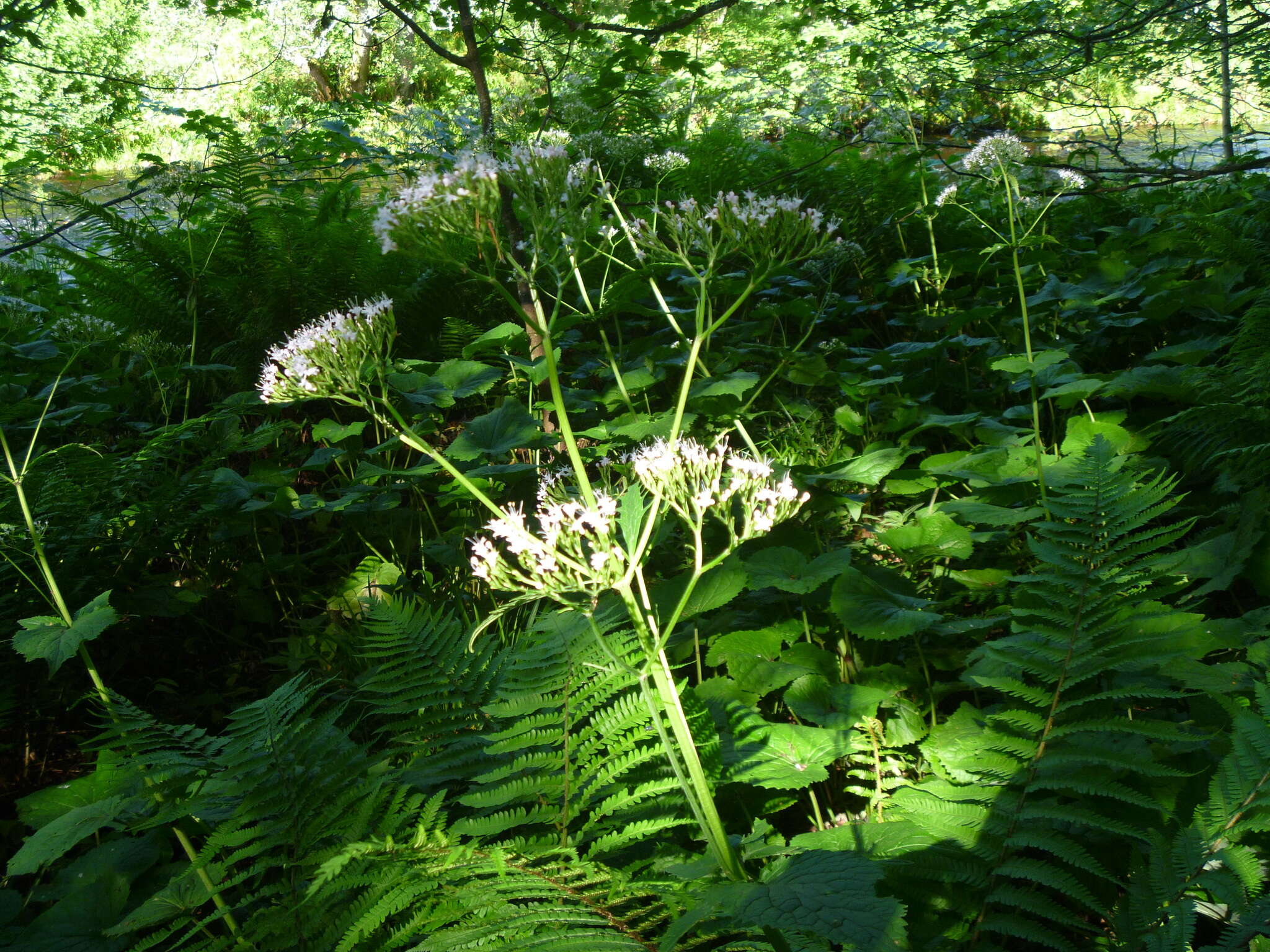 Image of Valeriana pyrenaica L.