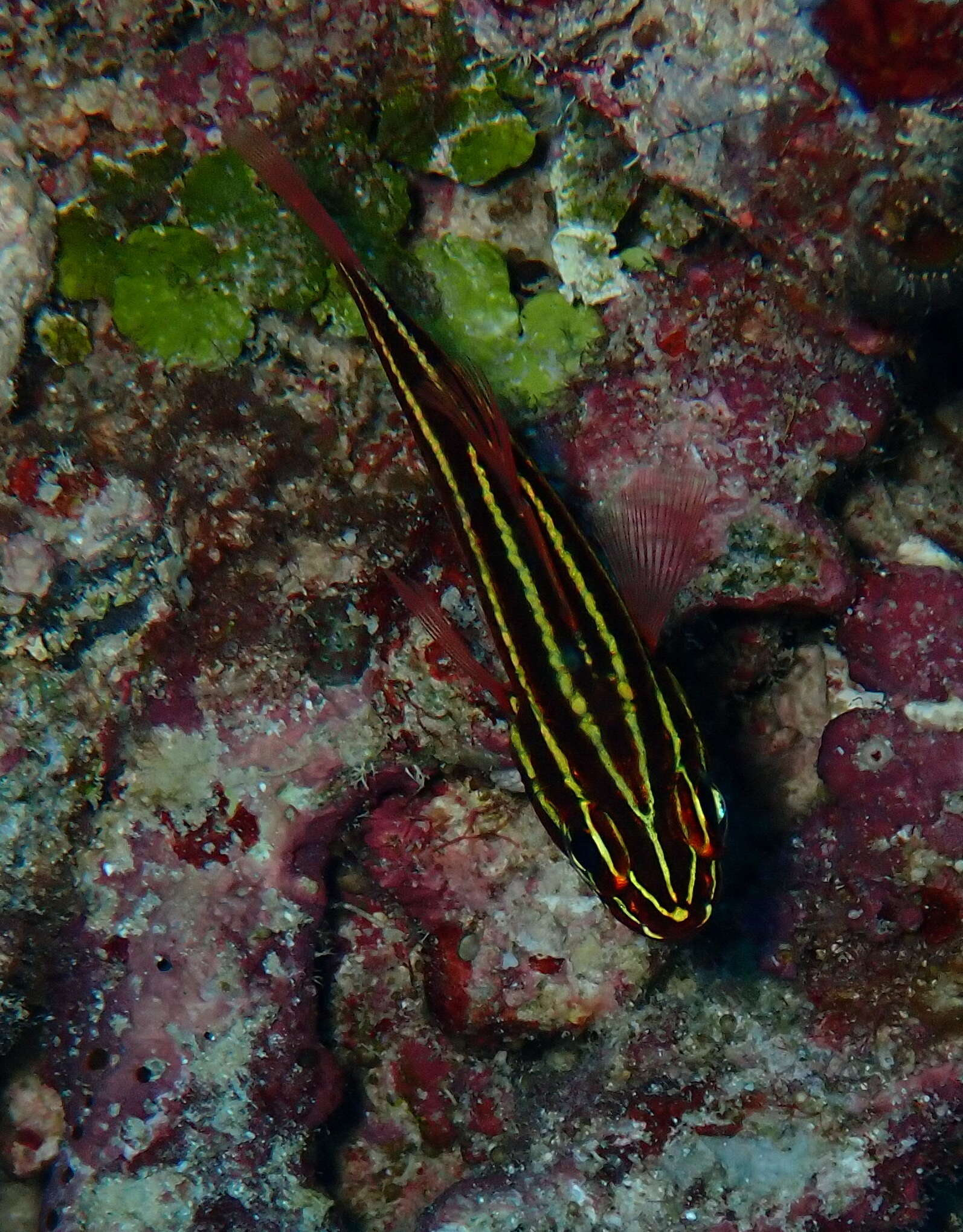 Plancia ëd Ostorhinchus nigrofasciatus (Lachner 1953)