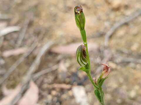 Pterostylis clivosa的圖片