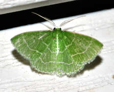 Image of Wavy-lined Emerald