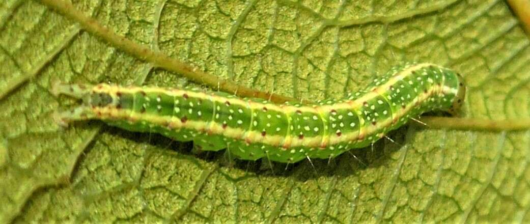 Goniocalpe heteromorpha Hampson 1920 resmi