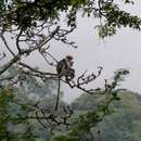 Image of Udzungwa Red Colobus