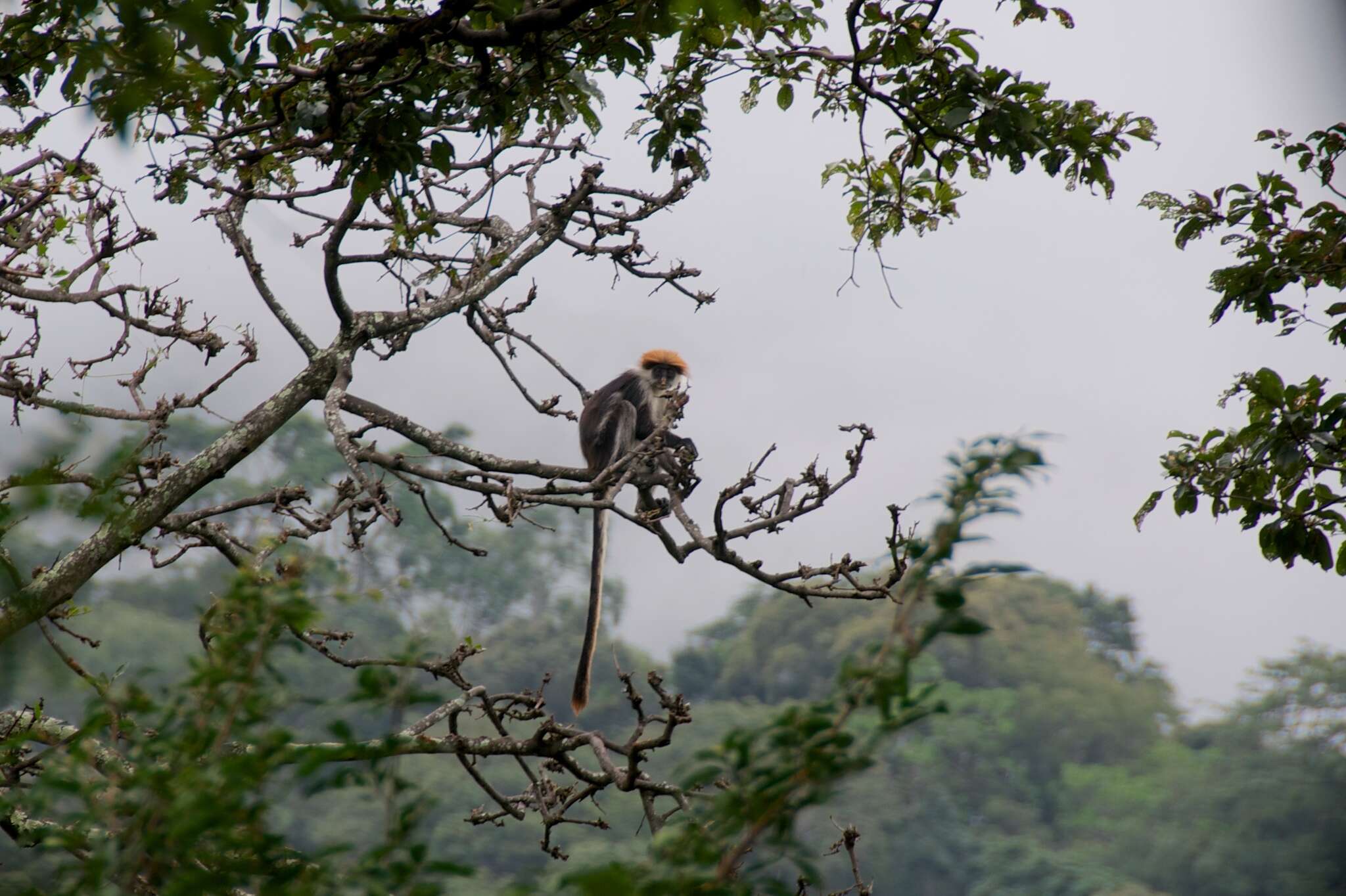 Image of Udzungwa Red Colobus