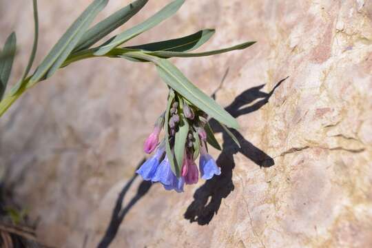 Image de Mertensia lanceolata (Pursh) A. DC.