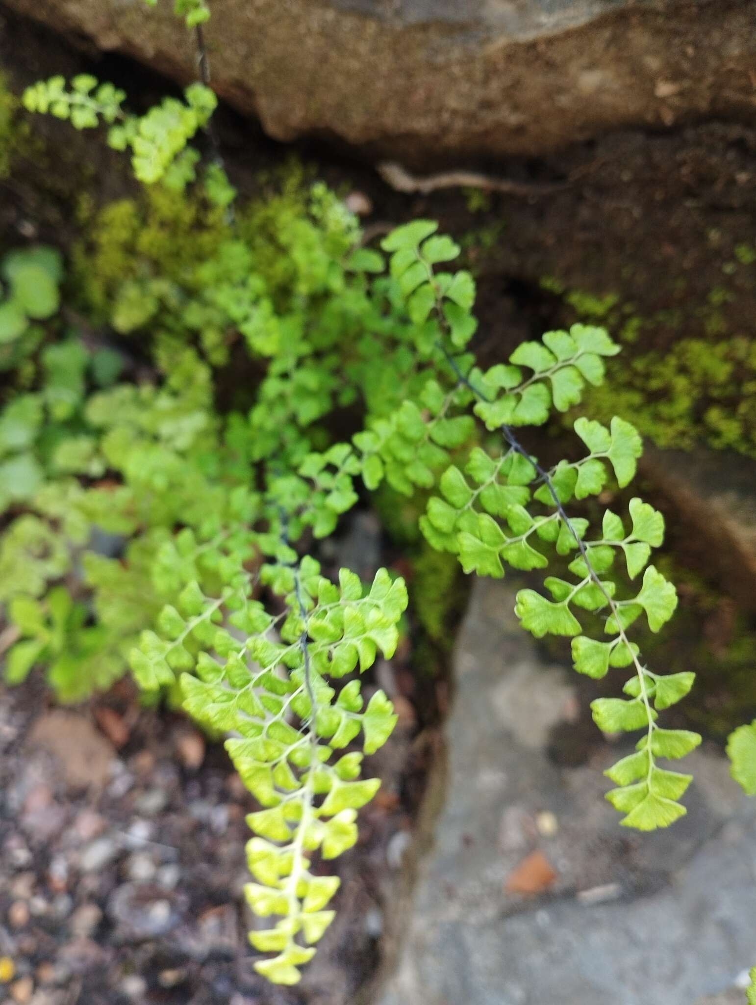 Adiantum excisum Kunze的圖片