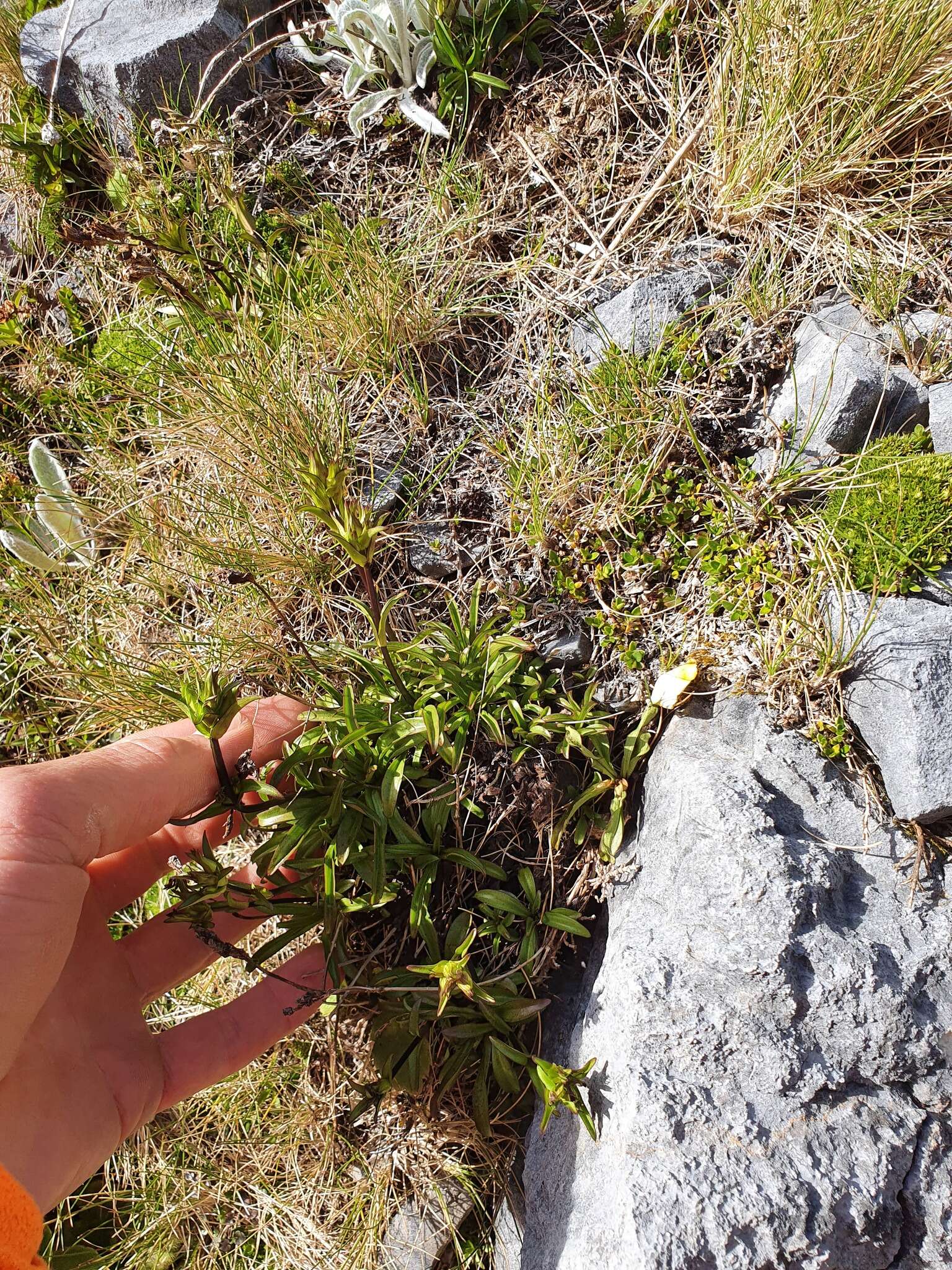 Gentianella angustifolia Glenny的圖片