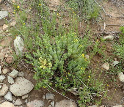 Image de Senecio achilleifolius DC.