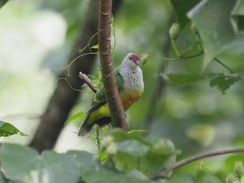 Image of Makatea Fruit Dove