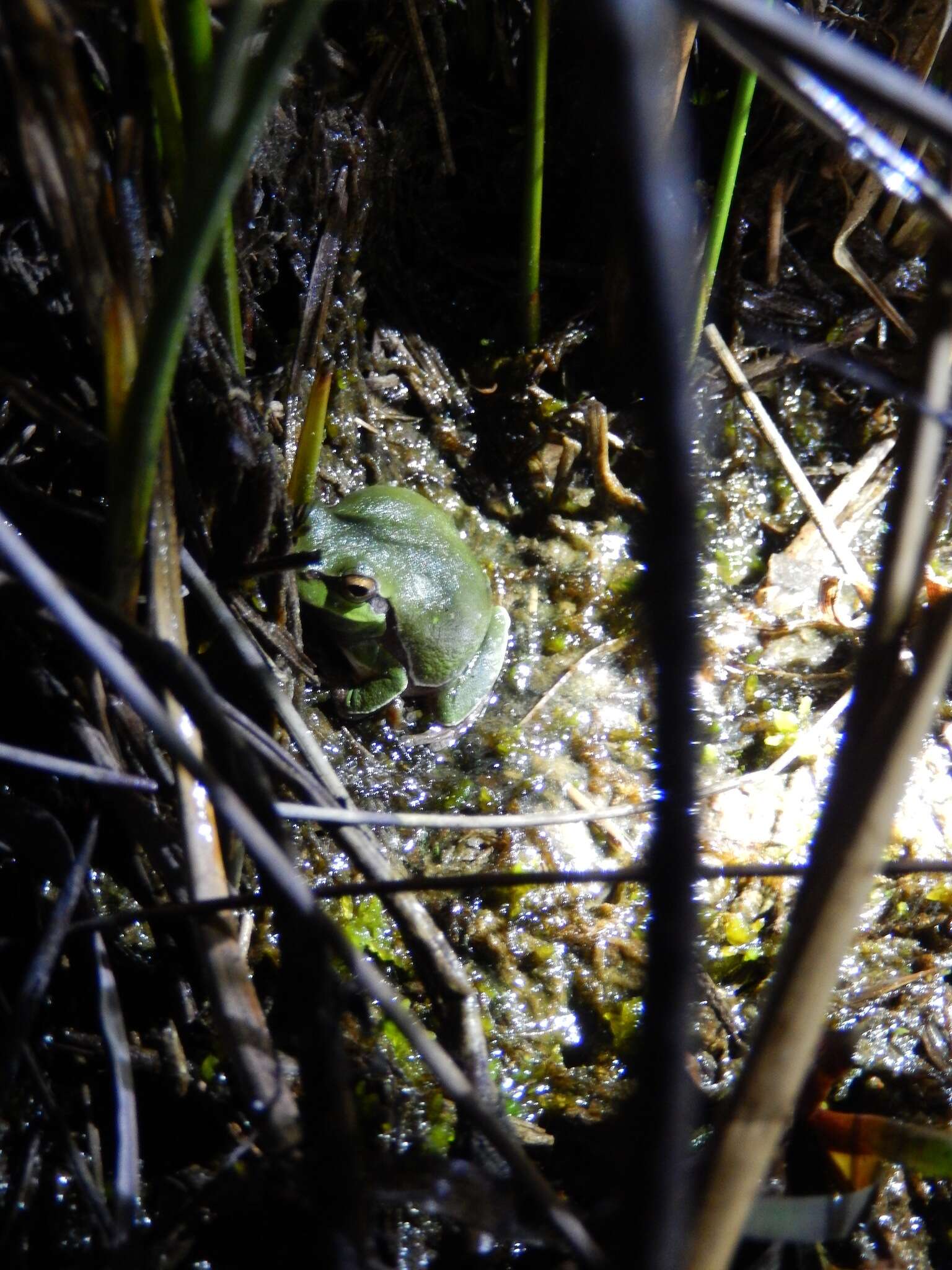 Image of Pine Barrens Treefrog