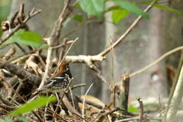 Geokichla erythronota Sclater & PL 1859 resmi