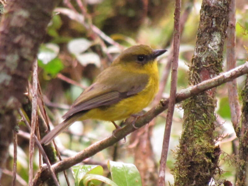 Imagem de Pachycephala hypoxantha (Sharpe 1887)