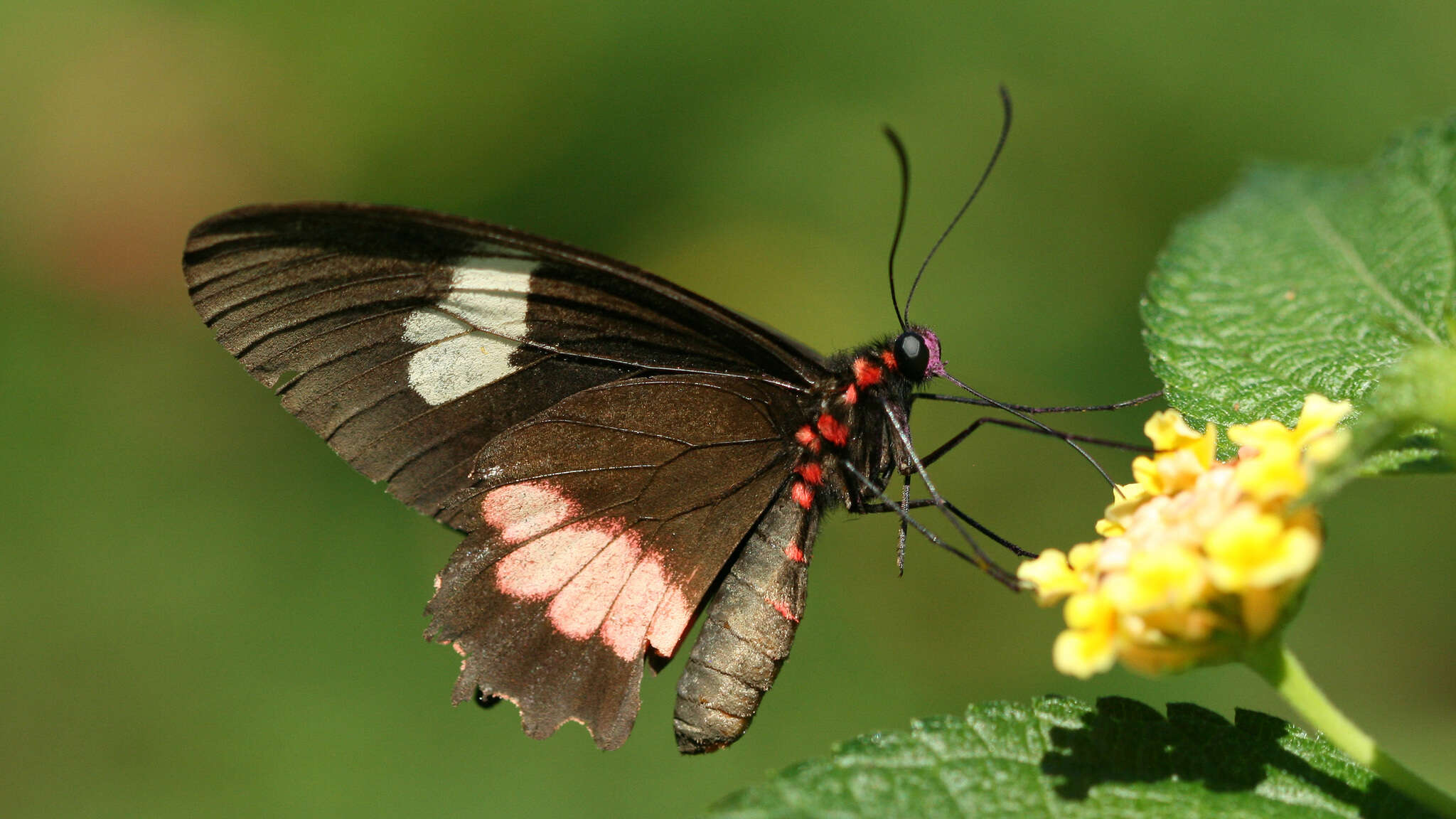 صورة <i>Parides eurimedes mylotes</i> (Bates 1861)