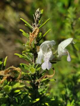 Image of false rosemary