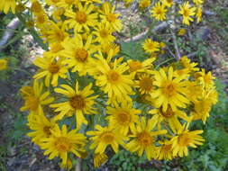 Tephroseris longifolia subsp. brachychaeta Greuter resmi