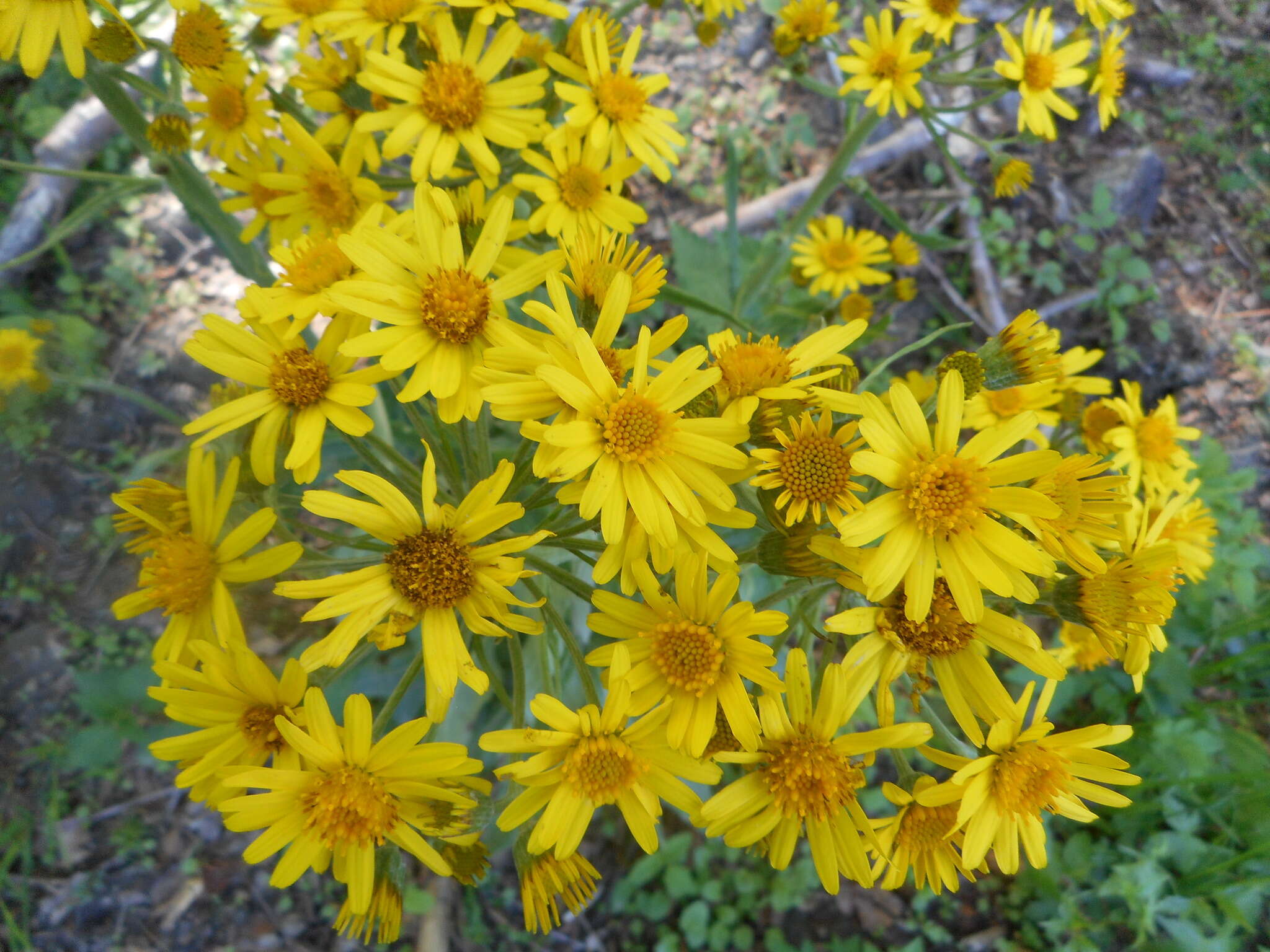 Tephroseris longifolia subsp. brachychaeta Greuter resmi