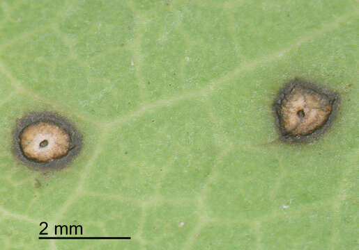 Image of Colletotrichum aotearoa B. S. Weir & P. R. Johnst. 2012