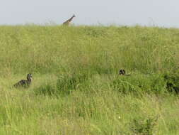 Image of Abyssinian Ground Hornbill