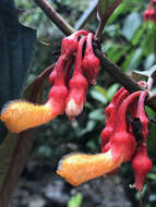 Image of Glossoloma herthae (Mansf.) J. L. Clark