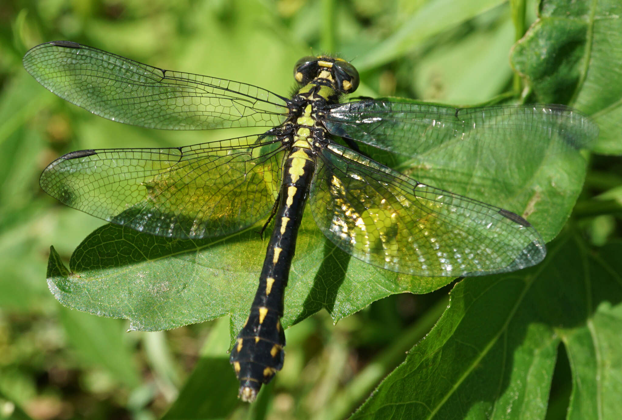 Imagem de Ophiogomphus howei Bromley 1924