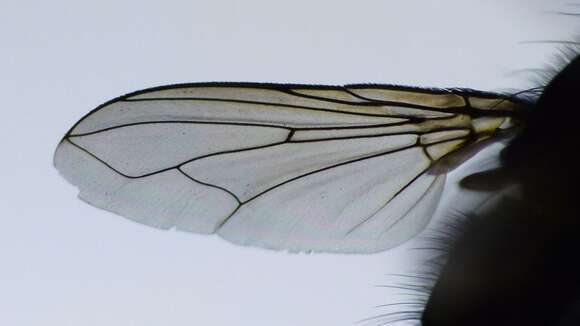 صورة Pollenia pernix (Hutton 1901)